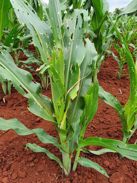 Maize farmers once you start noticing this signs at your maize farm that is the manifestation of Fall Armyworm. One interesting thing about the Fall Armyworm is it's ability to migrate over long distances. They can travel hundreds of kilometers, aided by wind patterns, and…