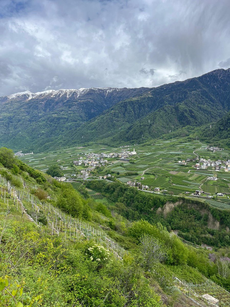 🍷Rosso Valtellina, Rosso Nebbiolo delle Alpi. . ⛰️Baruffini è una piccola frazione sopra Tirano, in Valtellina: i vigneti arrivano a circa 800 metri s.l.m e le pendenze tolgono il fiato. Vento ed esposizione, con la montagna che guarda ad Est.
