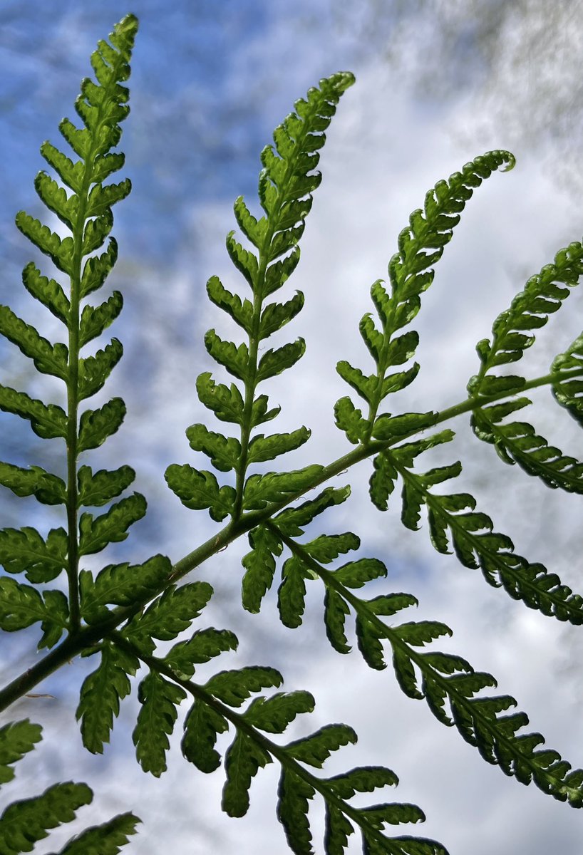 Fern unfurling.