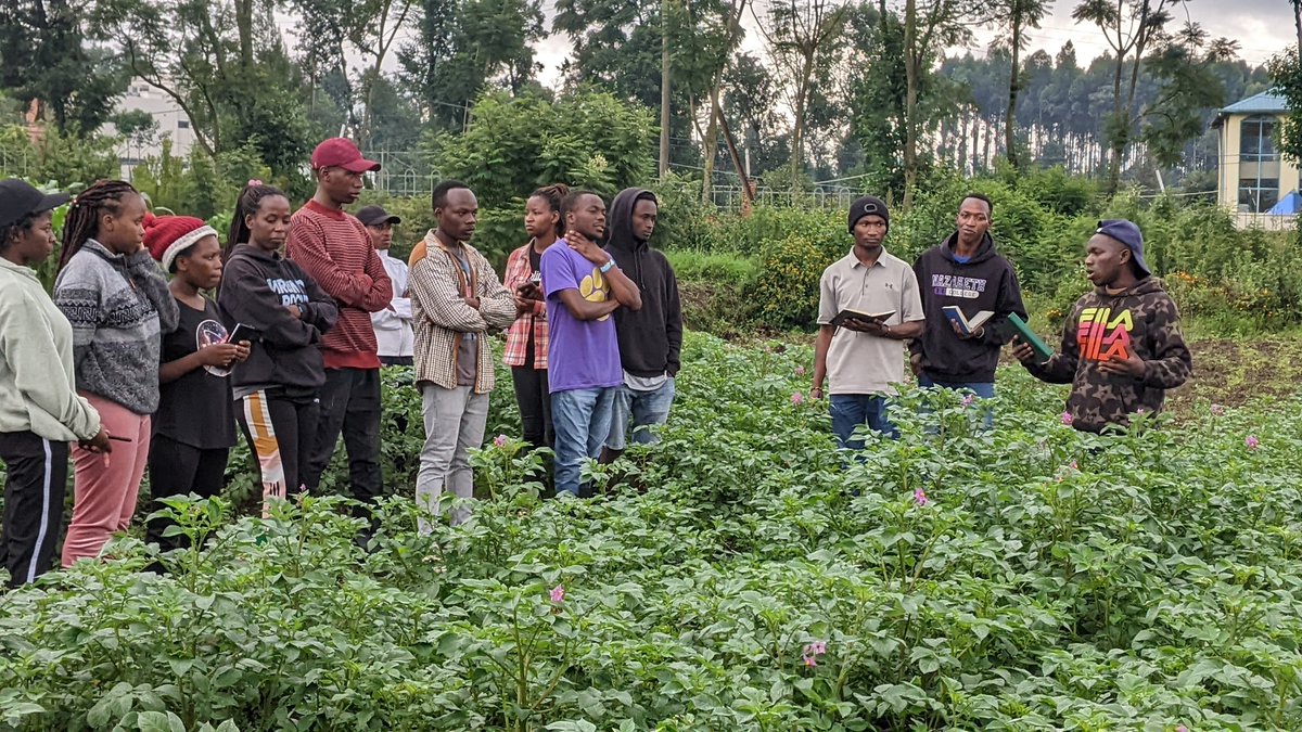 Regular monitoring of crops & soil health is essential in agriculture.

Yesterday, #RCSSA Members shared skills & experience on disease diagnosis of Irish potato farm.

Staying proactive to diagnose is vital, it ensures early issues detection & maintain optimal yield
#FoodSafety