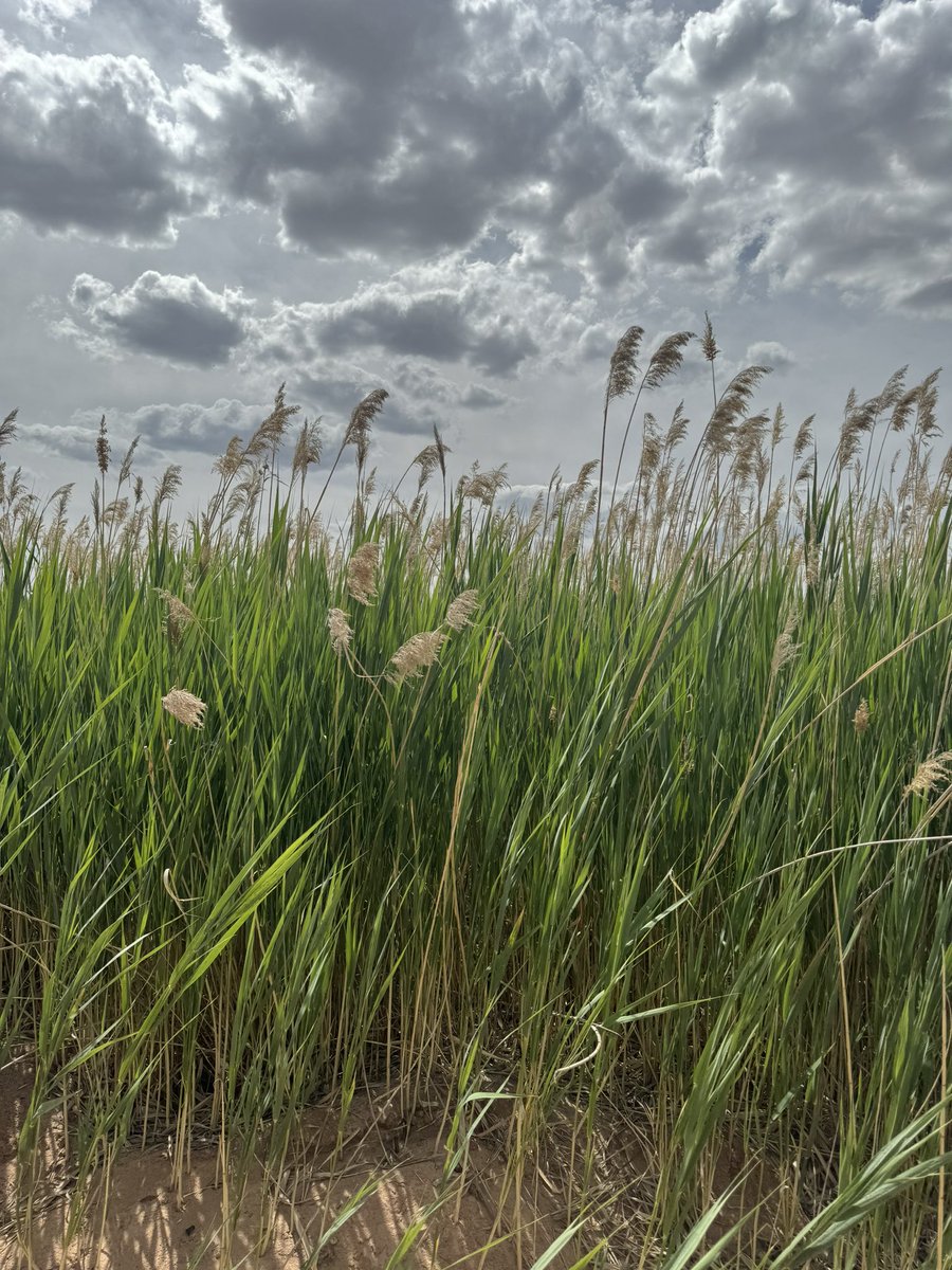 Esper Star tweet media