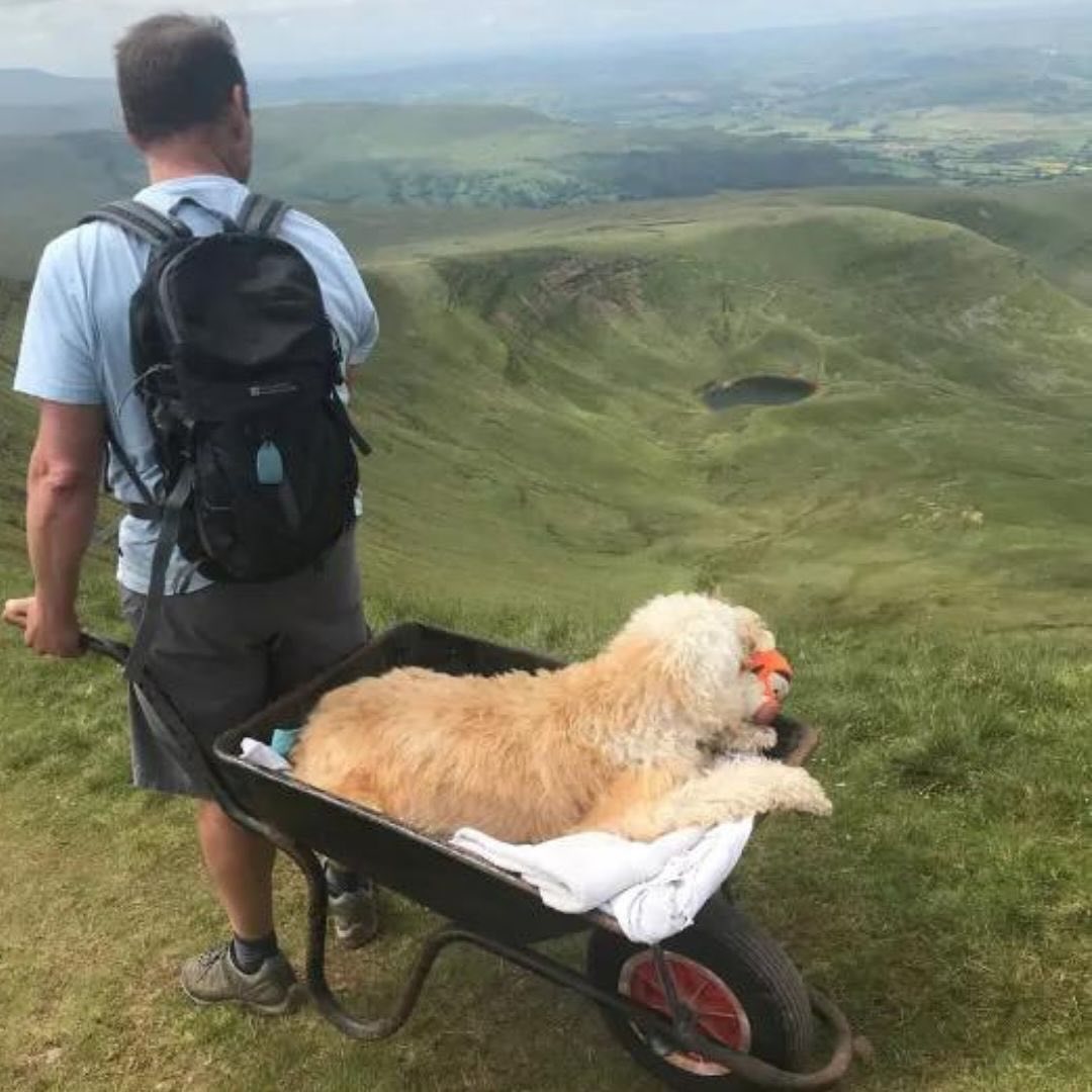 Carlos Fresco carried his best friend, Monty, to the top of their favourite mountain in a wheelbarrow, for their final hike together 🥺
 
After hearing that Monty’s Leukaemia had returned and seeing him decline rapidly, Carlos knew he had to take his beloved dog for one more…