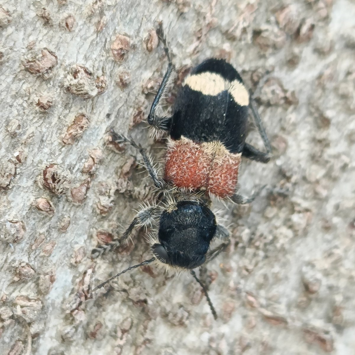 starting our day off with a lesson in #BatesianMimicry... Dasylabris sp, a velvet ant with a 'painful wallop' of a sting (according to @NHM_London no less) and Clerus mutillarius, a similarly garbed, but entirely stingless beetle #WildlifeTravelling nhm.ac.uk/discover/velve…