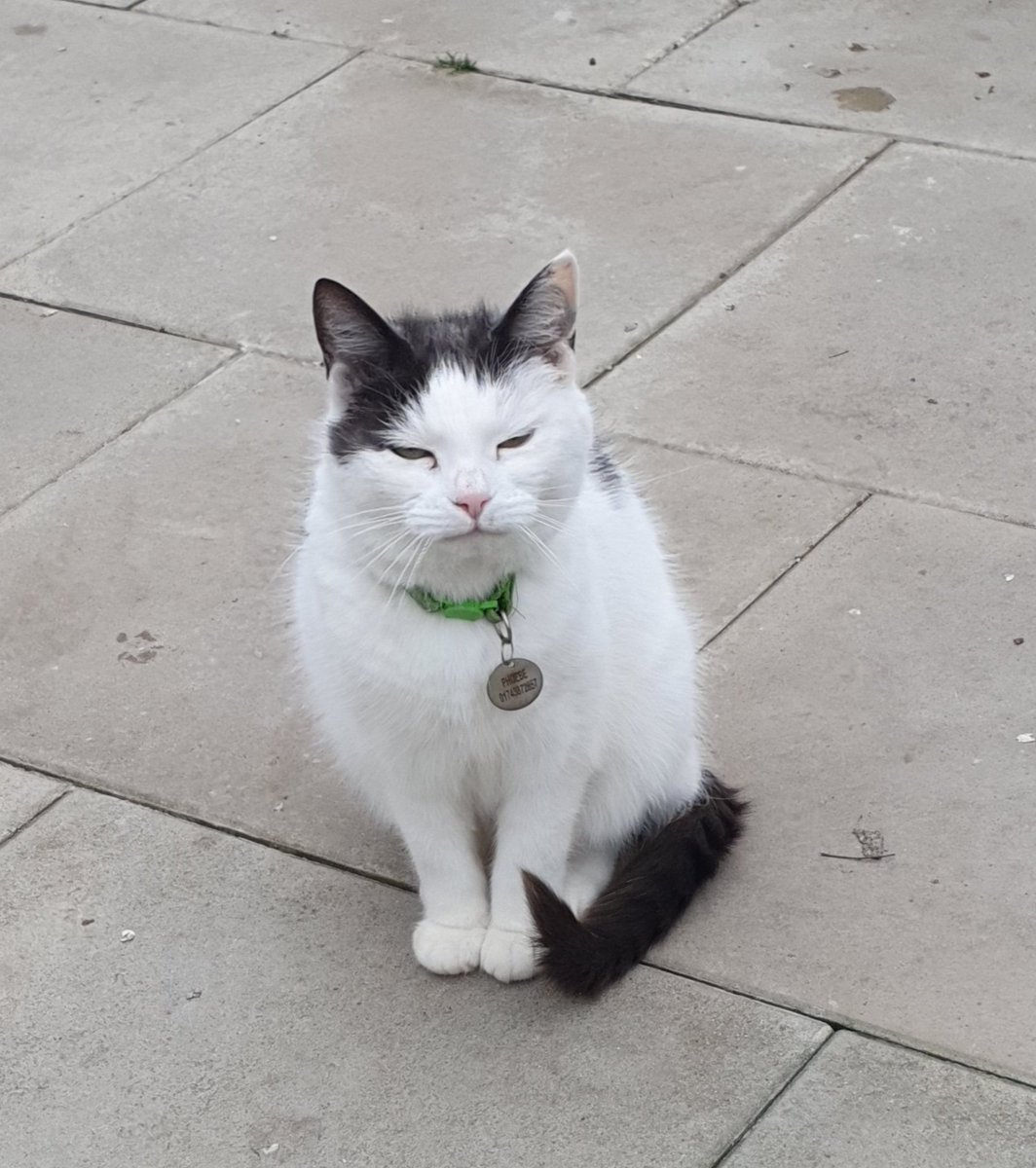 #SundayMorning and Phoebe is sitting posing purrfectly for a photo although she does look a little sleepy. Wonder if she has had a busy night 😸 #inthecompanyofcats #catlovers #catvibes #fabulousfelines #catrescue #cat