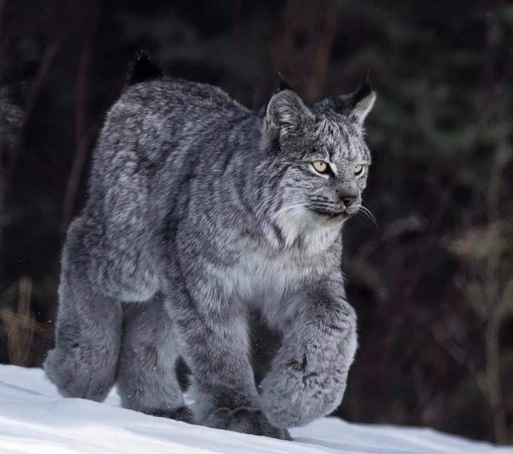 The enormous paws of the Canadian lynx