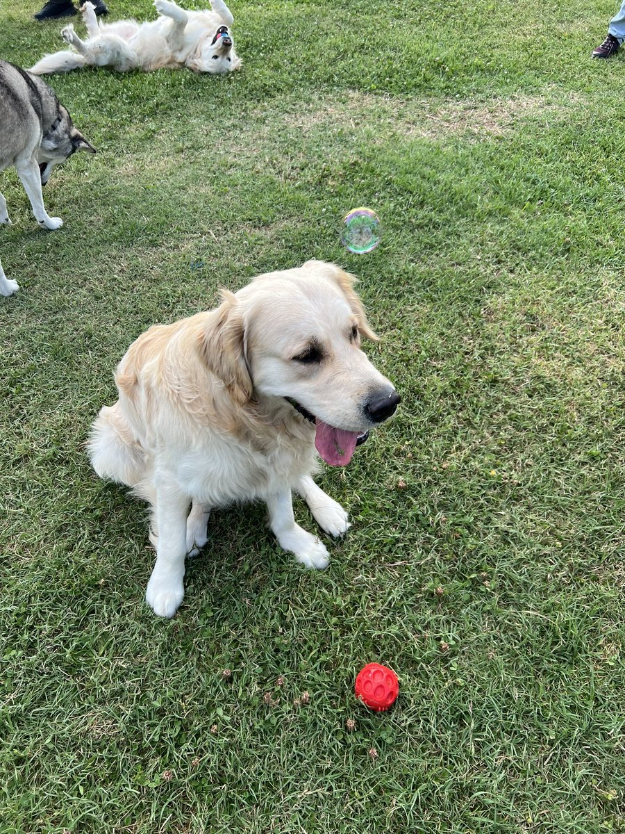Friends, balls, and bubbles! Just in time for #WeekendSmiles Happy weekend pals!🐾💙Finn #dogsofx #dogsoftwitter #FinnStuff #FinnCouragement #grc #GoldenRetrievers