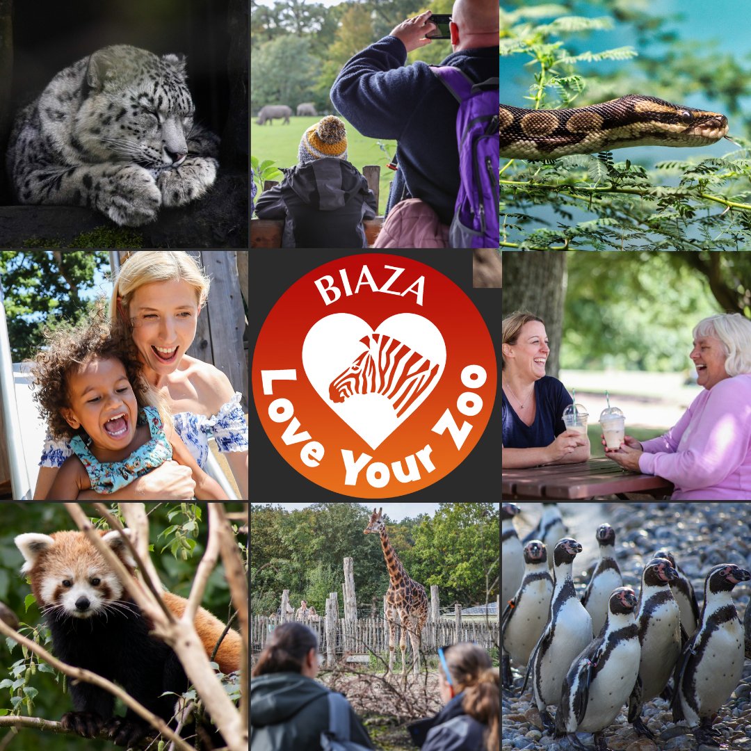 This May half term (Saturday 25 May until Sunday 2 June) we'll be celebrating Love Your Zoo week at the zoo.❤️

Read more: bit.ly/44qexuE

Love Your Zoo Week is an annual nationwide event led by the British and Irish Association of Zoos and Aquariums @BIAZA.

#DayOut