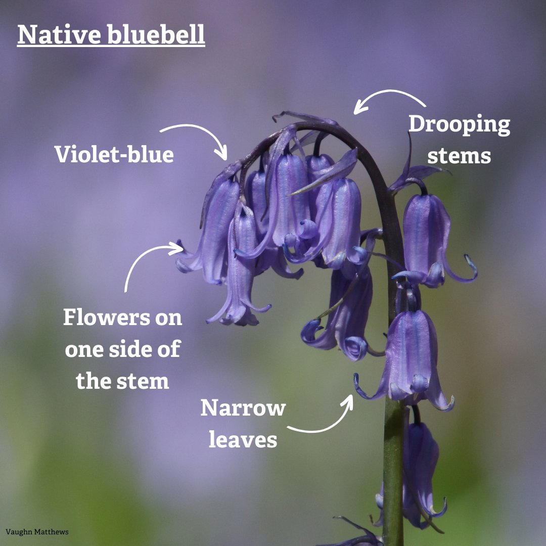 Can you tell the difference between a native and a Spanish bluebell? Don't worry, we have a handy guide to help! 💙 wildlifetrusts.org/wildlife/how-i…