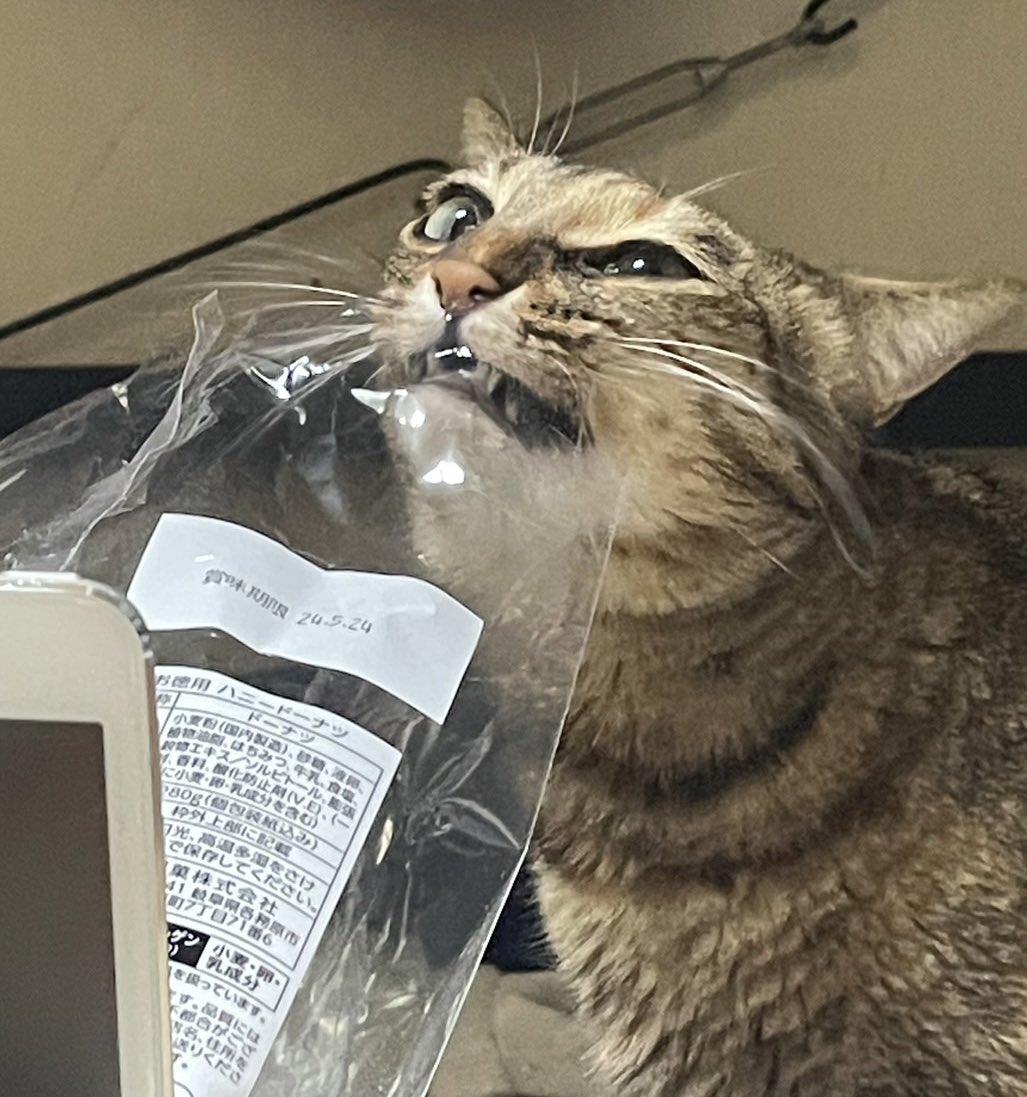 wacci06's tweet photo. ホント娘はすぐにこう顔してるのを撮る🤩
#猫のいる暮らし 
#猫好きさんと繋りたい 
#ねこ https://t.co/NkqudJN1yN