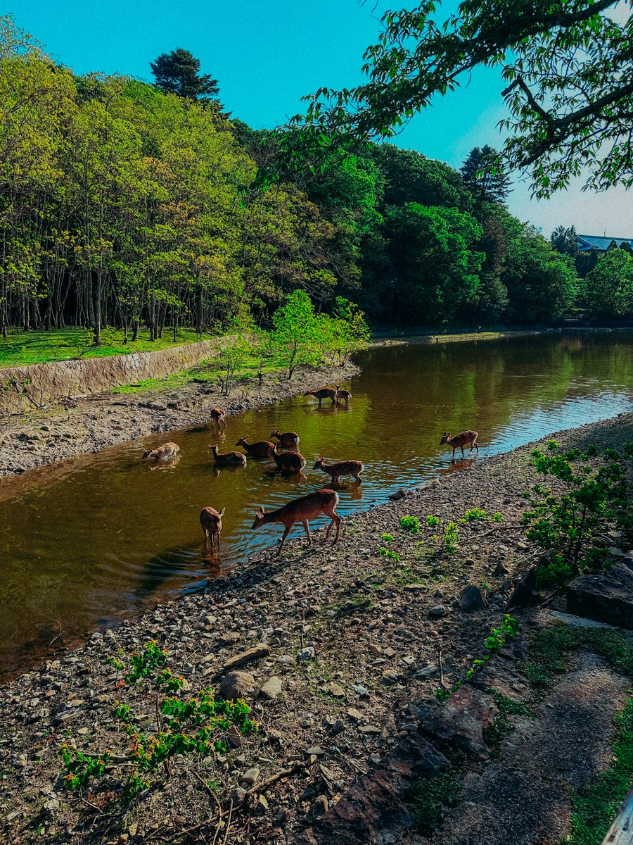 Spending the weekend saying hello 👋 to the deer in Nara, writing in sunny Kyoto coffeeshops, and organizing myself for the week ahead. 📆

The life of a full-time writer requires...
✍️ Sunday resets where I plan my writing schedule for the week
📚 Weekly time to read and study