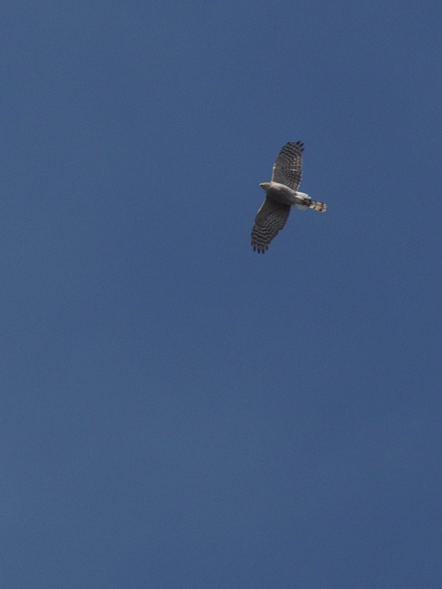 Some not terrible shots of a Sparrowhawk