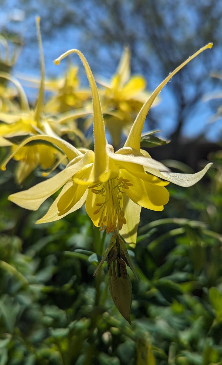 Here's a #Columbine for #sundayyellow

#flowerphotography #flowersofx #flowers