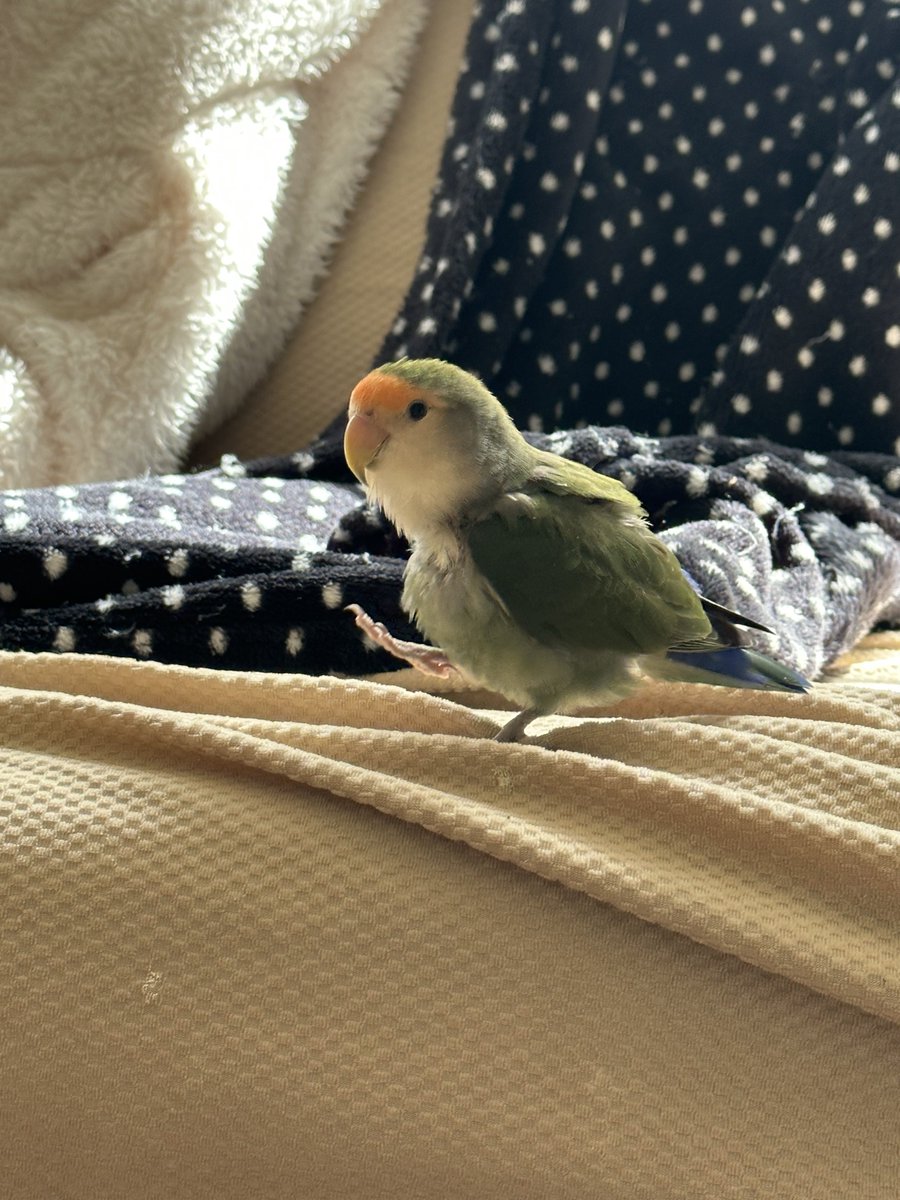 ぽてぽて歩いてるね☺️

#コザクラインコ
#うなぎ