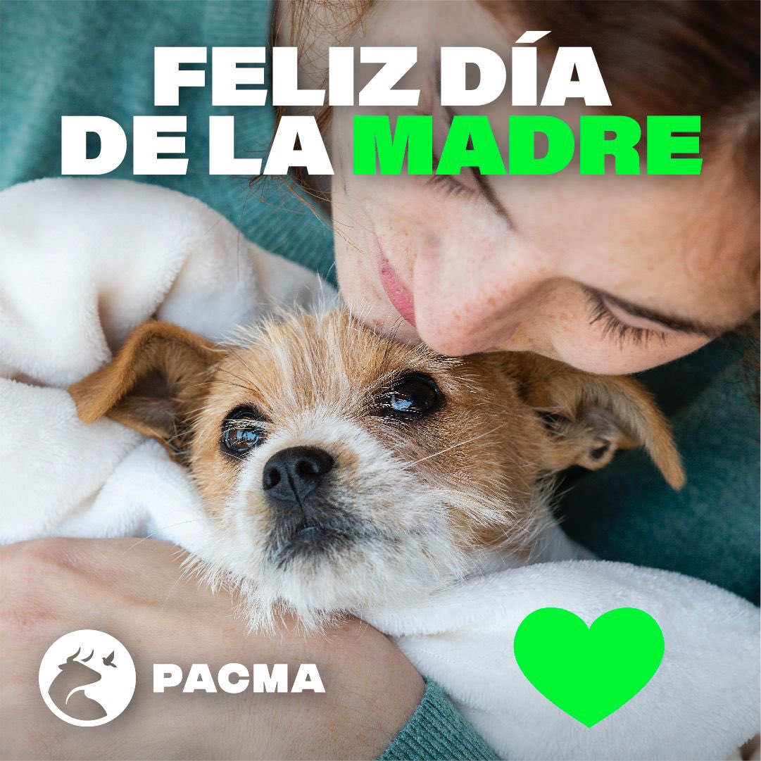 Desde Pacma queremos felicitar por el #diadelamadre a todas aquellas #madres que dan todo su cariño a sus compañeros de vida en los más de 6 millones de hogares con animales que hay en España.
Las queremos felicitar, pero sobre todo agradecerles su dedicación y amor hacia ellos.…