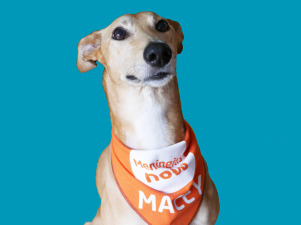 As the sun is starting to brighten our days now 🌞 why not get outside and do a Walk and Give with your furry friends for Meningitis Now. All your pup has to do is WAG every day for a month and raise a minimum of £30 Sign up here 👉 bit.ly/4bfDZVZ
