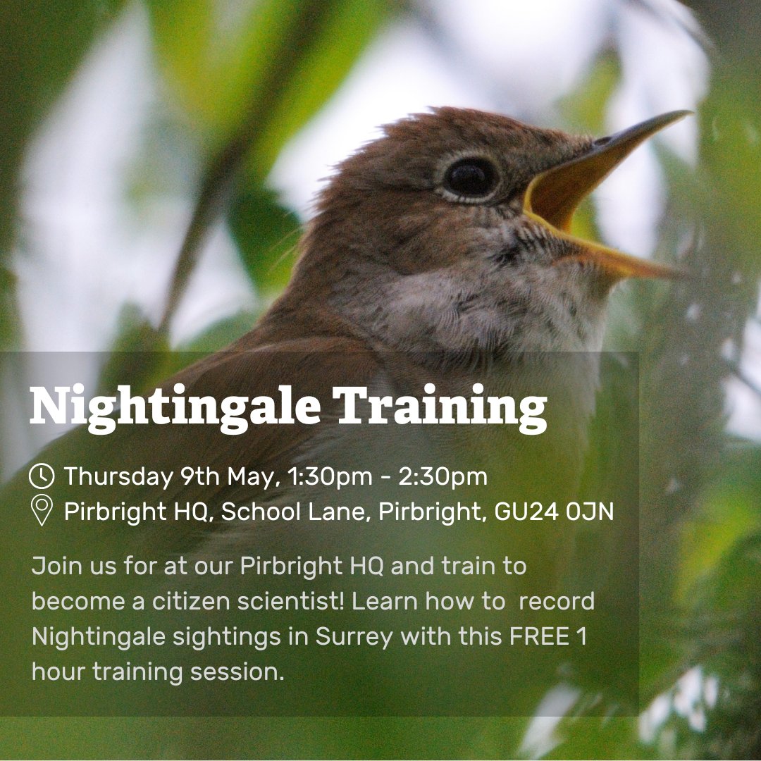 Are you a Nightingale enthusiast? Ready to dip your toe into the world of citizen science? Come along to this FREE 1 hour training session on Thursday 9th May and learn how to record Nightingale sightings across Surrey! Book a spot ➡️ bit.ly/4a5PCOr 📸 Amy Lewis