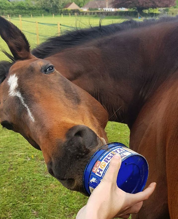 🐴 Stretching sessions just got tastier with Mini Horslyx! 🌟 Mini Horslyx is perfect for completing stretches with your horse or pony. Its small, easy-to-handle tub allows you to hold each stretch for the optimum time needed.