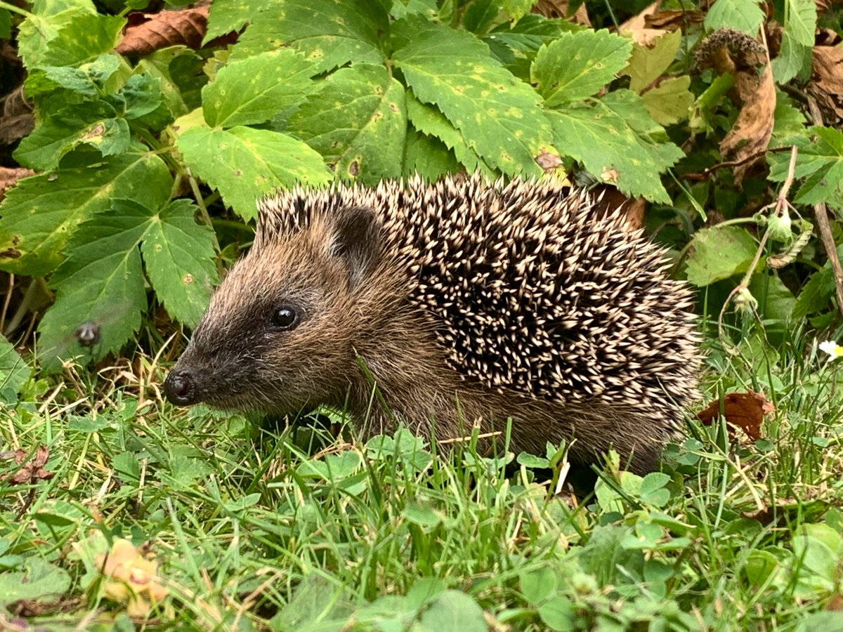 Did you know that from 5 - 11 May is #HedgehogAwarenessWeek! With National Hedgerow Week also starting tomorrow, we wanted to share just how important hedgerows are for hedgehogs. Hedgerows allow hedgehogs to move freely between habitats, provide shelter, food and much more! 🦔