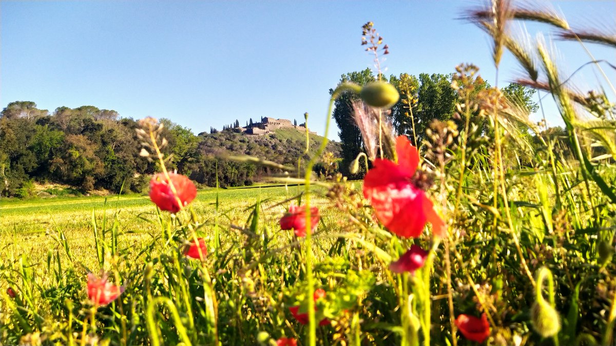 🌾🌹 Cap de setmana de #primavera a #Hostalric!
Les hortes són un esclat de verds, el groc dels camps de colze i de la ginesta, el vermell de les groselles,...

#visitahostalric #OHhostalric