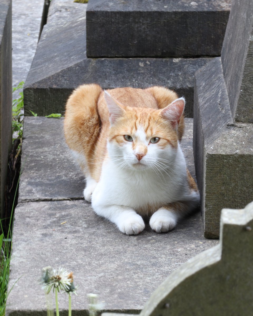 You never know who you'll spot relaxing among the headstones! 🐈

#GlasnevinCemetery #VisitDublin