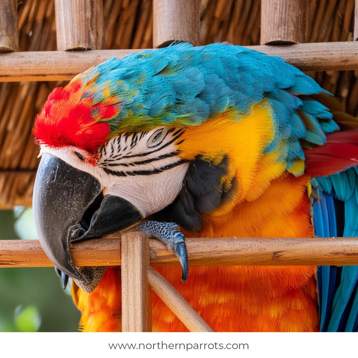 Is your Parrot a fan of naptime? Let us know with a thumbs up or thumbs down. #parrots