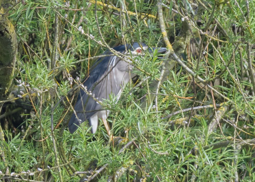 Night Heron at #Filey Dams just now. Great find by Mike Cole. @FileyBirdObs @nybirdnews