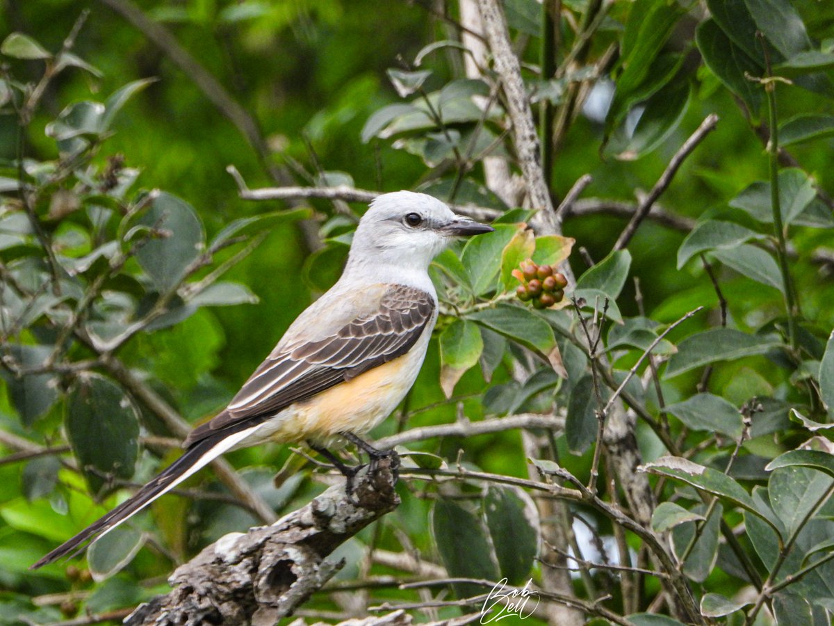 In Texas I saw at least 20 spectacular Scissor-tailed Flycatchers. Most were perched on wires, but on my last evening, 4 were perching in trees around the birding centre. #birds #birding #birdphotography #Texas #flycatcher