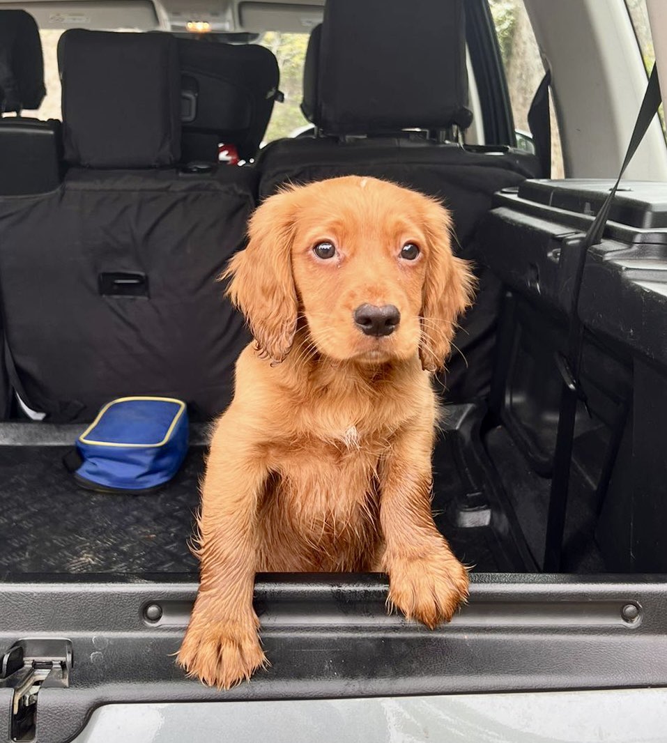 Abi Elphinstone tweet media