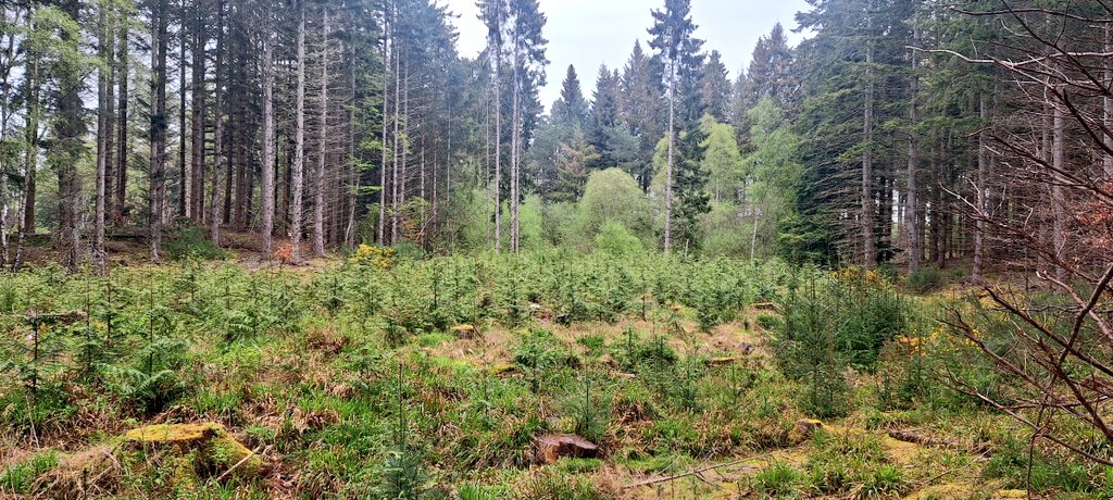 3rd growing season for small group of Western Red Cedar enrichment planting within DF CCF zone.. no deer fence required, will manage stocking by respacing, thinning and side light.