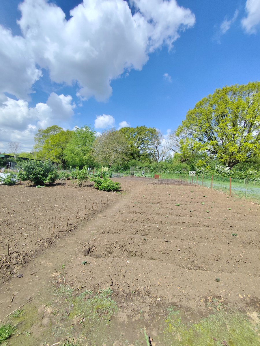 A lovely spring day, potato's and onions coming along. Bean poles in, some brassicas planted. Birds singing.
Most importantly a rare sighting of fluffy clouds.