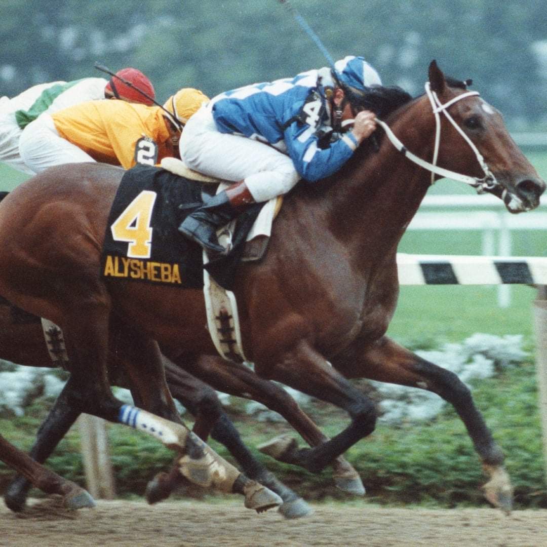 ALYSHEBA 
1988 Woodward Stakes G1