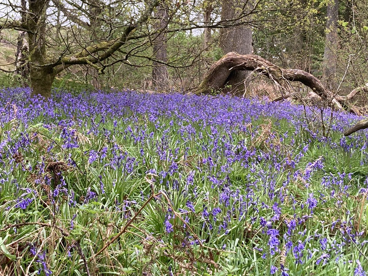 The bluebells are looking amazing down the Glen this year - if you are local go check them out! 
#CumbernauldGlen 
#BluebellWoods