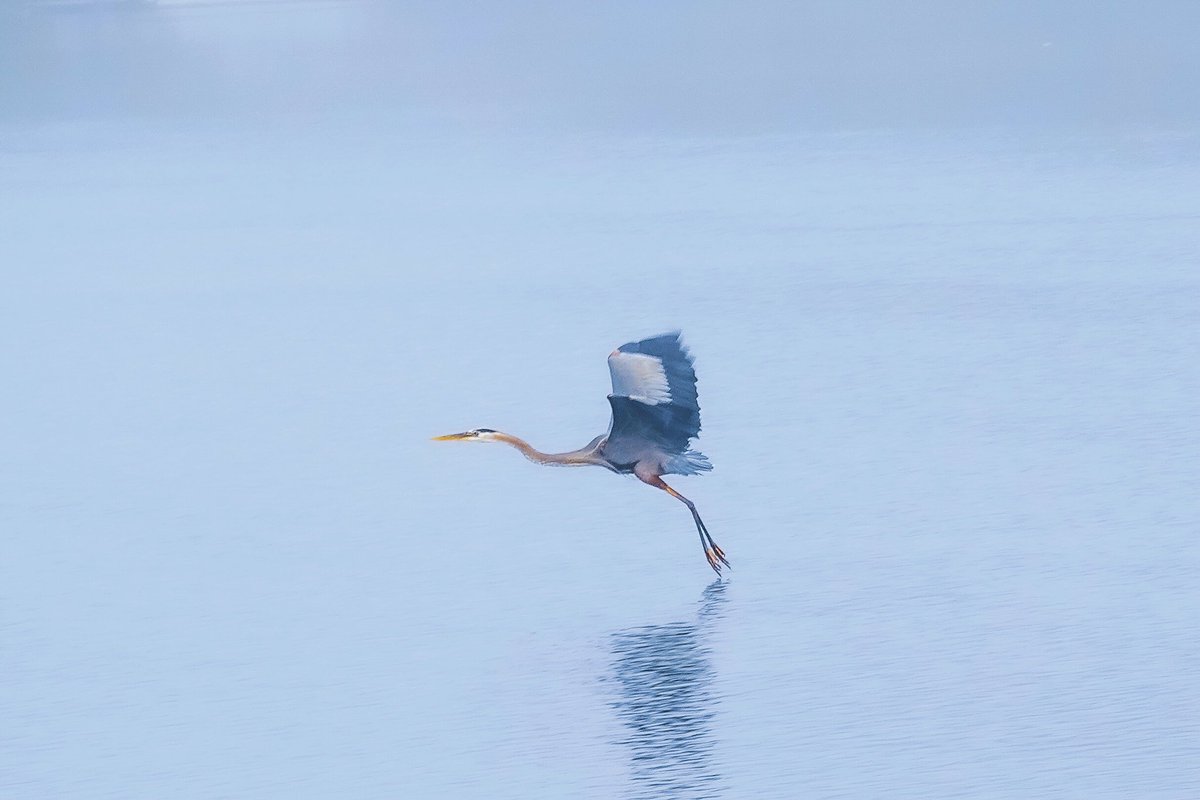 Great Blue Heron on a foggy morning on the Black Warrior River in Tuscaloosa #naturephotography