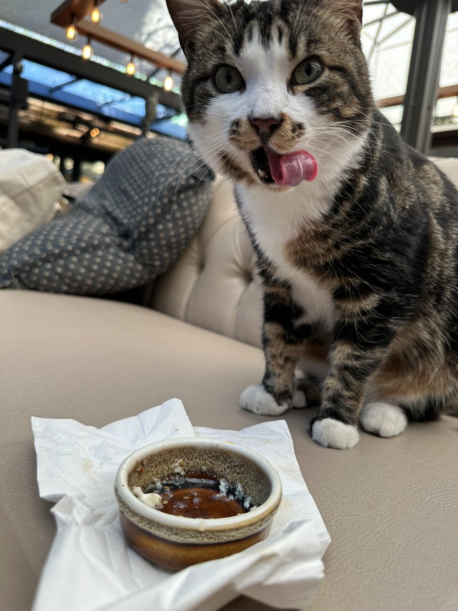 Istanbul cats in a restaurants make this city even more magical 😻