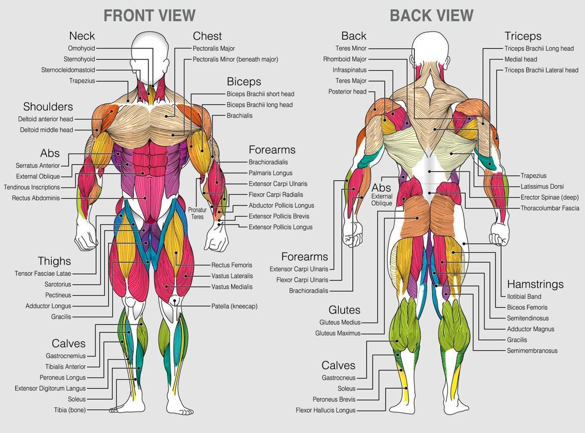 The best exercises for each muscle group

(Save this for when you go to the gym)