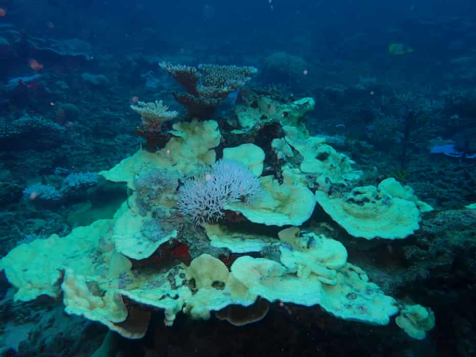 Aerial surveys confirm extensive #coralbleaching across the southern section of the #GreatBarrierReef, raising concerns of a potential seventh mass bleaching event. Scientists warn of ongoing heat stress and urge global efforts to reduce greenhouse gas emissions.