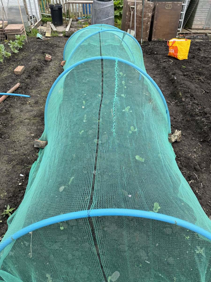 Managed to get some brassicas planted out.

Hopefully they won’t be got by the slugs before they can get established
