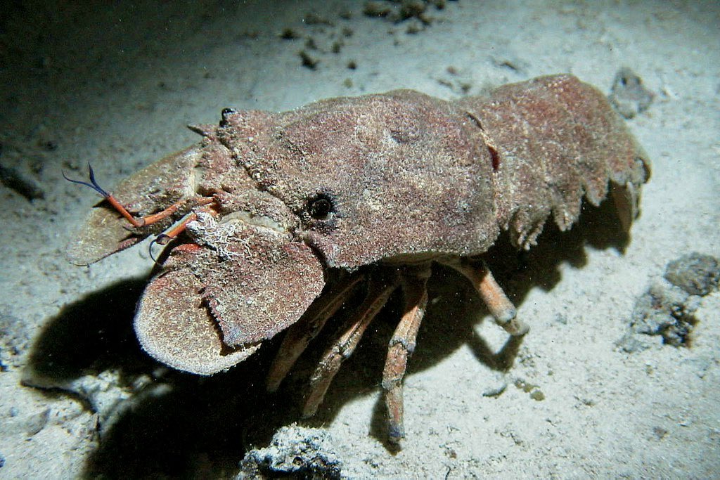 A rare planktonic larva (Phyllosoma) of a Slipper Lobster from the collection. Eggs carried by the female hatch into small, flat & transparent spindly larval phyllosomas or 'leaf bodies’ Tasman Sea 2004 @BNAscience @NHM_Science @NOCnews @Nat_SCA @Scripps_Ocean @MBARI_News