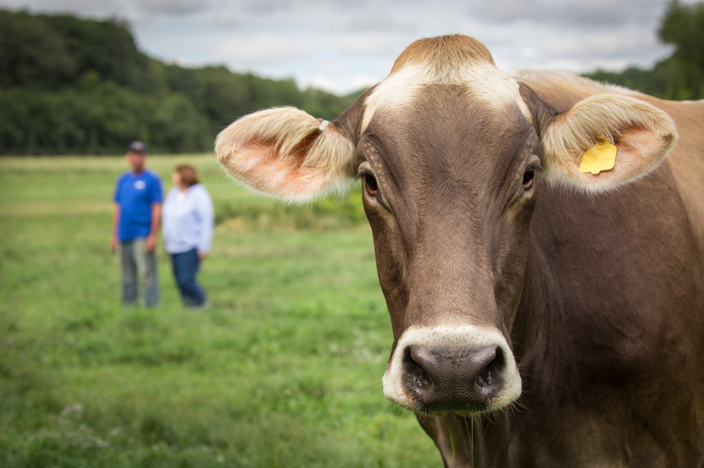 Here's a fun #CowFact: With over 300 degrees of vision, there aren't many fresh blades of grass a cow can’t spot. Also, good luck playing hide and seek with a cow!