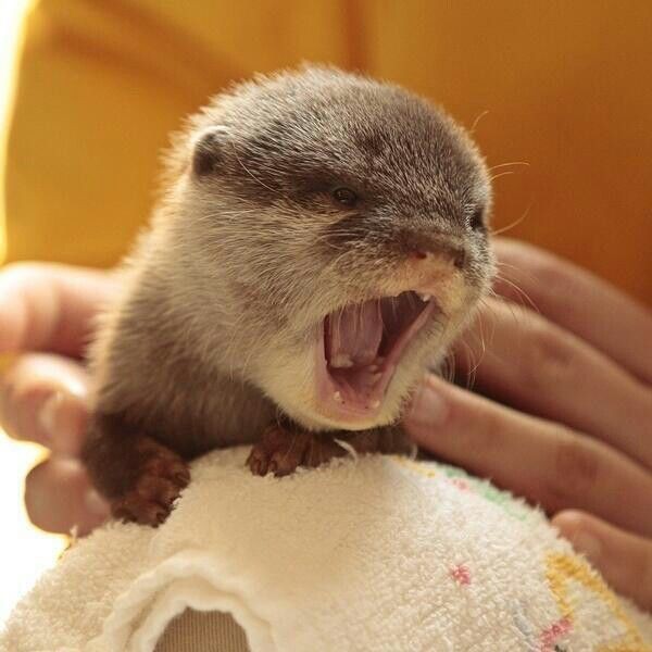 baby otter yawn