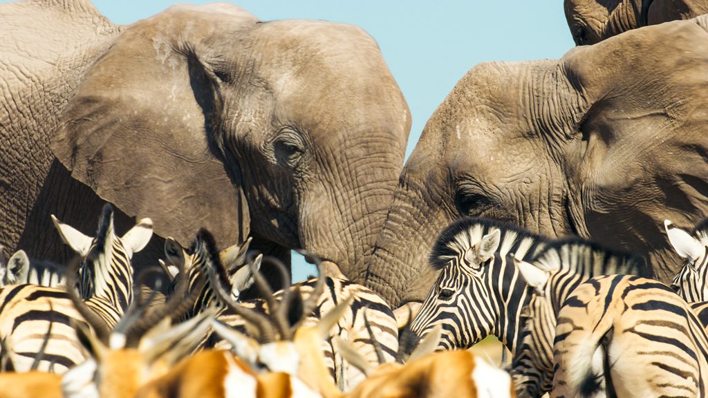Today's TV pick: Days before his 98th birthday, Sir David Attenborough brings his A-game to the finale of #Mammals, delivering his first three words, the simple statement "A Bengal tiger", as if it were a line of Shakespeare - 7pm on BBC One/iPlayer 

radiotimes.com/programme/b-1o…