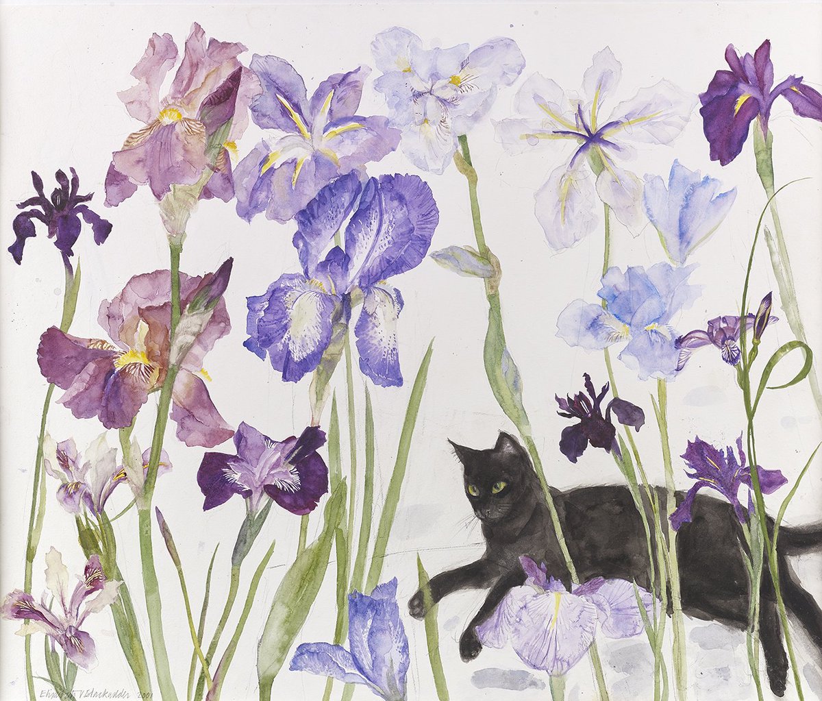 Black cat and irises, 2001 by Scottish artist Elizabeth Blackadder #WomensArt