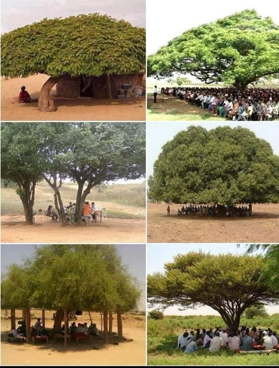 आज सूर्य देवता रौद्र रूप में हैं मगर वृक्ष देवता हमारी ढाल बने हैं पता नहीं किसने इन वृक्षों को निस्वार्थ भाव से लगाया होगा। में एक NGO में वॉलंटियर हूं और हम आर्मी की भरतपुर एम्युनिशन डिपो में 2500 छाया-फलदार वृक्ष लगा रहे हैं ।आइए हम सब वर्षा ऋतु में कम से कम एक पेड़ तो लगाएं।