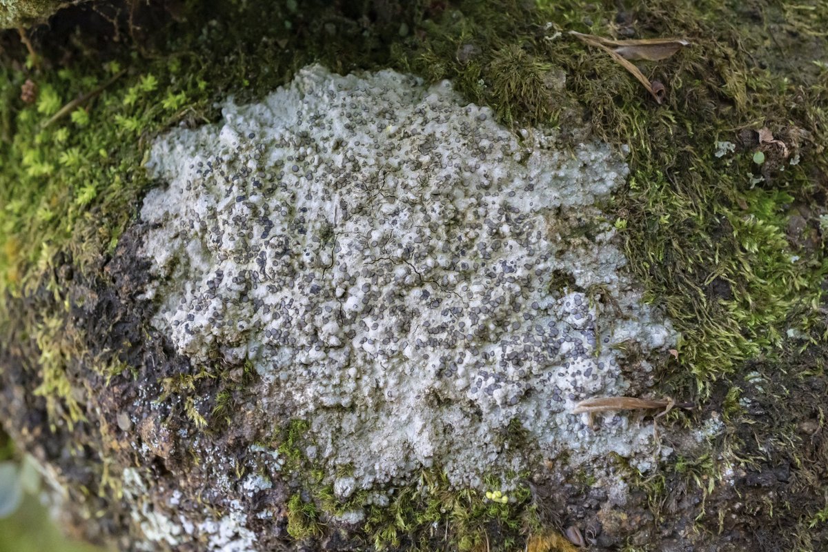 #地衣類 #lichen 2024.05