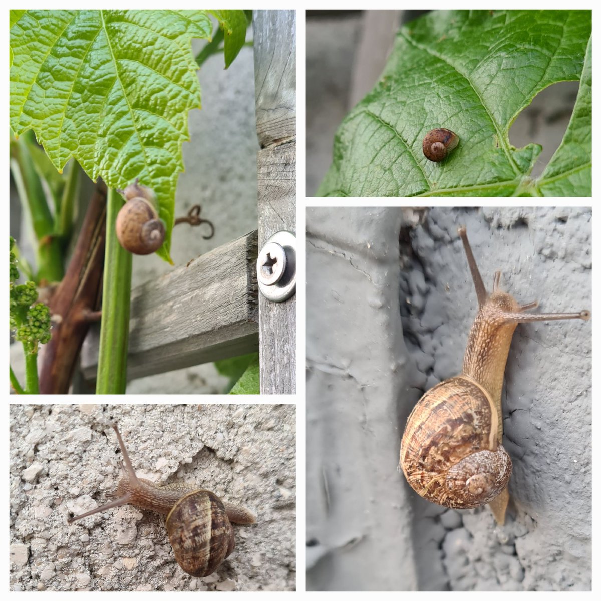 Offenbar haben wir einen seeeehr schneckenfreundlichen Garten.