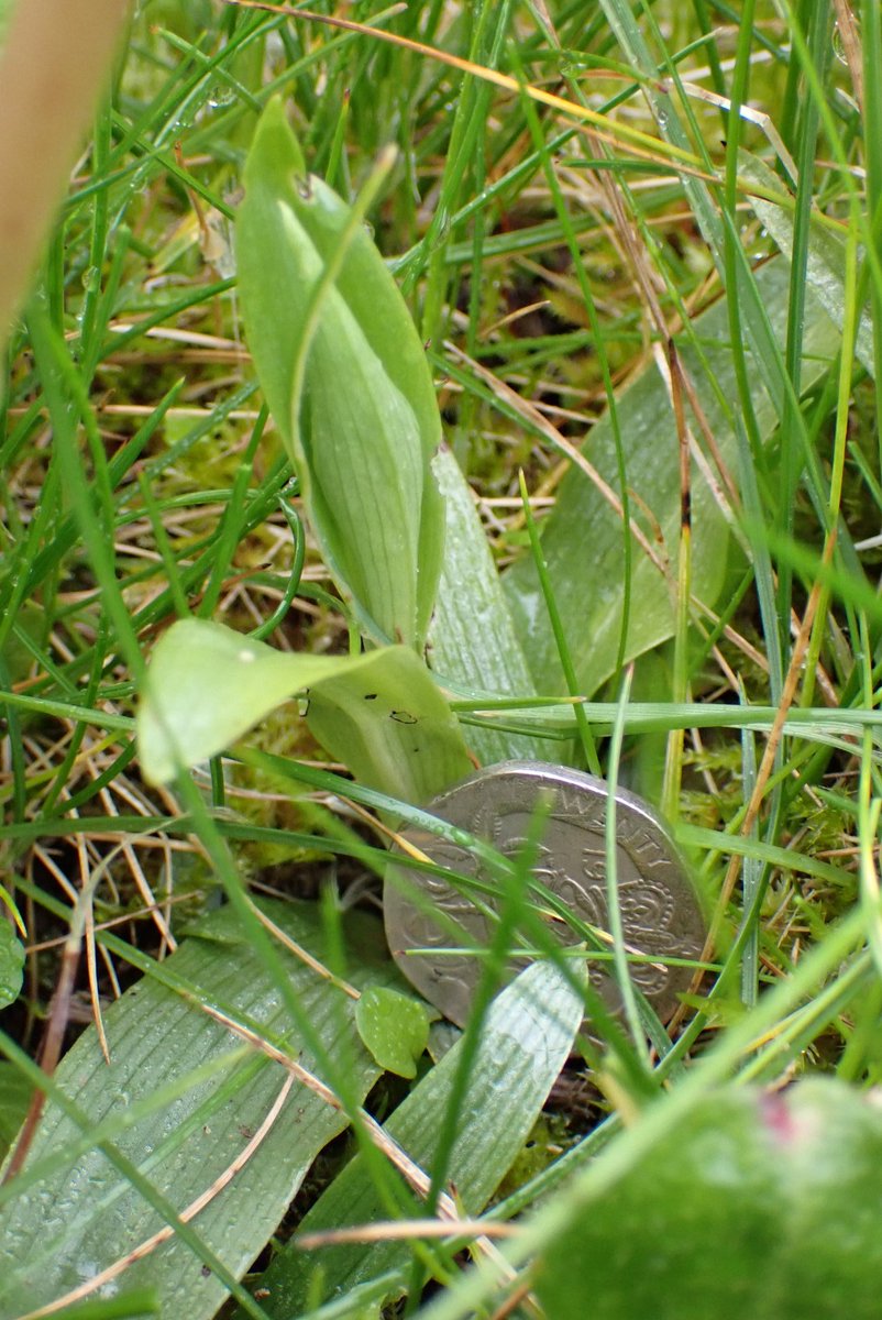 A night search of my 'meadow' revealed a bud on one of the Bee Orchid (Ophrys apifera) rosettes that appeared this year from seed sown 3 or 4 yrs ago 💥😃. Seems the slug wasn't interested... @ukorchids