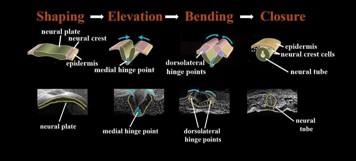 How does the 3D neural tube develop from a sheet of 2D neural epithelium? I am @wang_jianxiong from @MelanieDwhite. Join me, we will go through five fantastic articles to understand neural tube (NT) formation from a live and mechanical perspective.