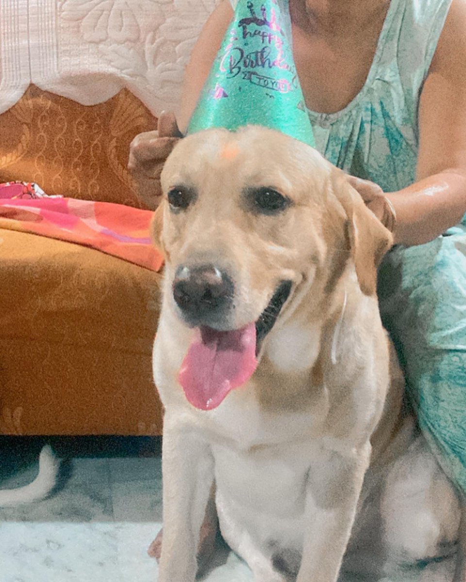 S349Trisha's tweet photo. #birthdayboy #doglover https://t.co/DfVRFd530k