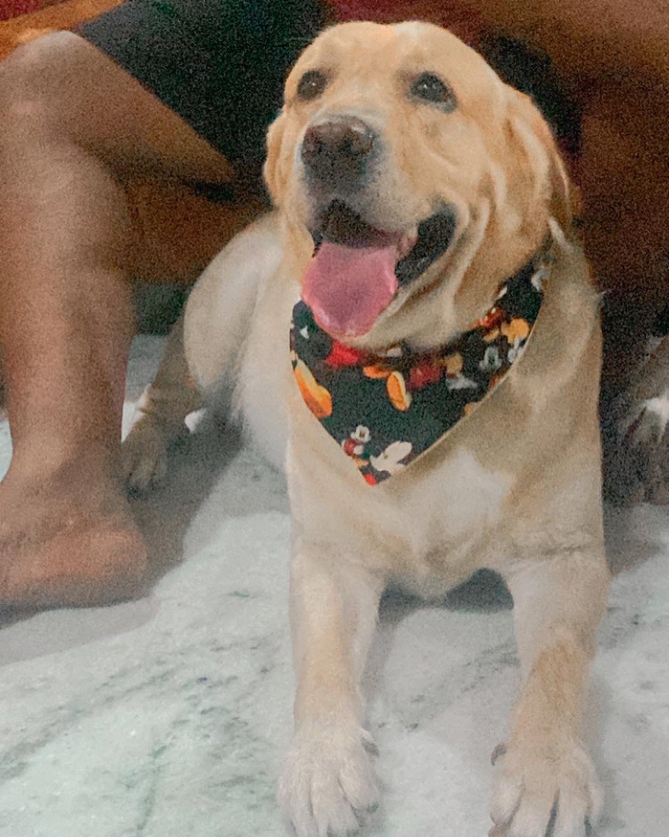 S349Trisha's tweet photo. #birthdayboy #doglover https://t.co/DfVRFd530k