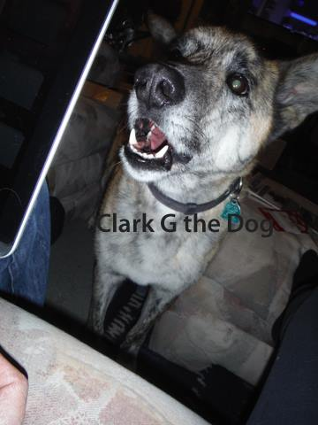 Clark G the Dog
